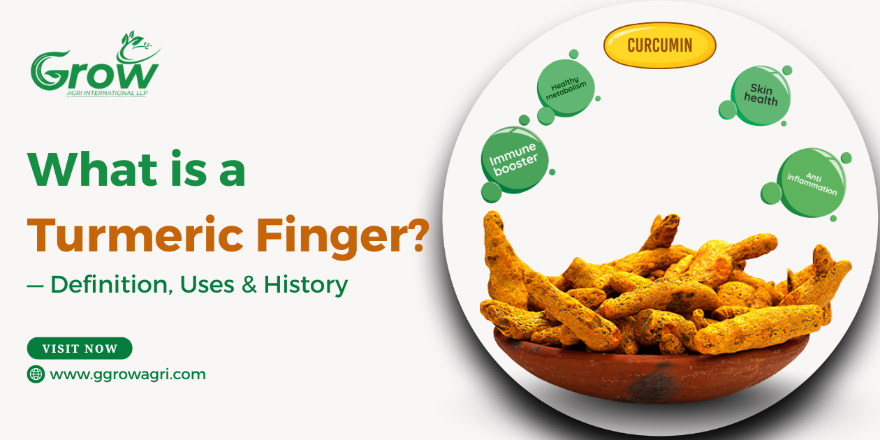What-is-a-Turmeric-Finger-Definition-Uses-and-History.png